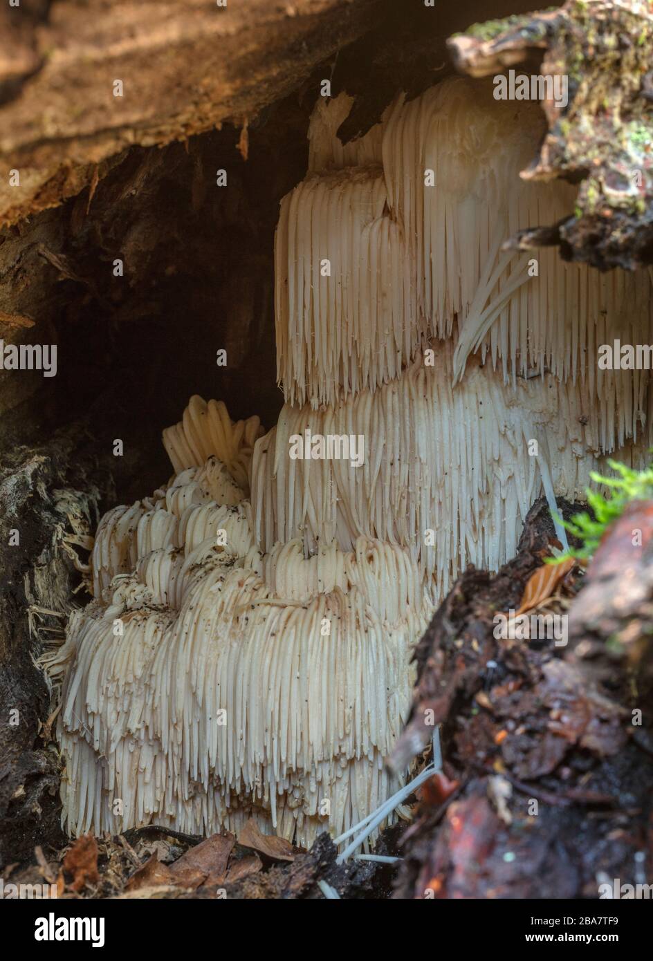 Bärtiger Zahnpilz, Hericium erinaceus, wächst im Inneren alter hohler Buchenstamm, neuer Wald. Stockfoto