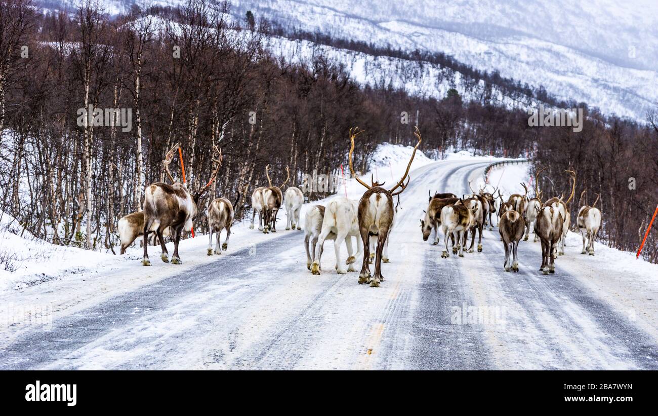 Rentiere im Winter, Rentierherde auf der Straße, bei Halsebakkan, Storfjord, Skibotndalen, Norwegen, Nordnorway, Freibeuge, Rentier Stockfoto