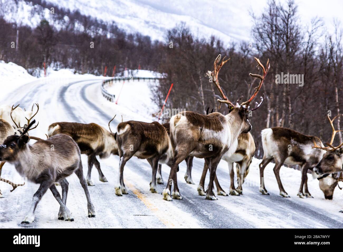 Rentiere im Winter, Rentierherde auf der Straße, bei Halsebakkan, Storfjord, Skibotndalen, Norwegen, Nordnorway, Freibeuge, Rentier Stockfoto