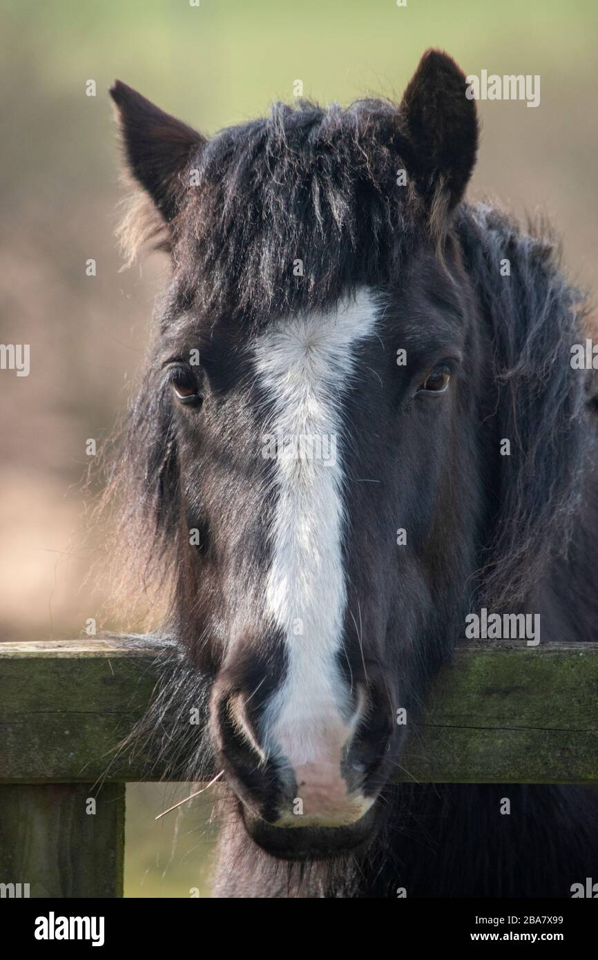 Ein Foto unseres schwarz-weißen walisischen Kobs Monty, der mit seinen Ohren nach vorne zeigt Stockfoto