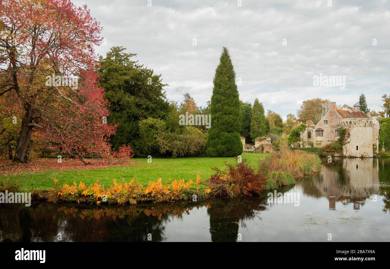 Amerikanischer Süßgummibaum, auf dem Gelände eines mittelalterlichen, vermogenen Herrenhauses, Scotney Old Castle - ursprünglich aus dem 14. Jahrhundert. Kent. Stockfoto