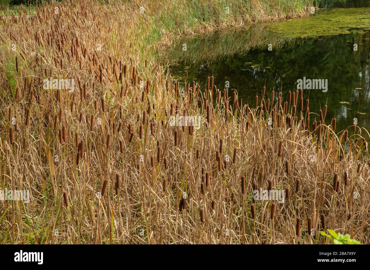Randale von Reedmace, Typha latifolia um einen kleinen See, Kent. Stockfoto