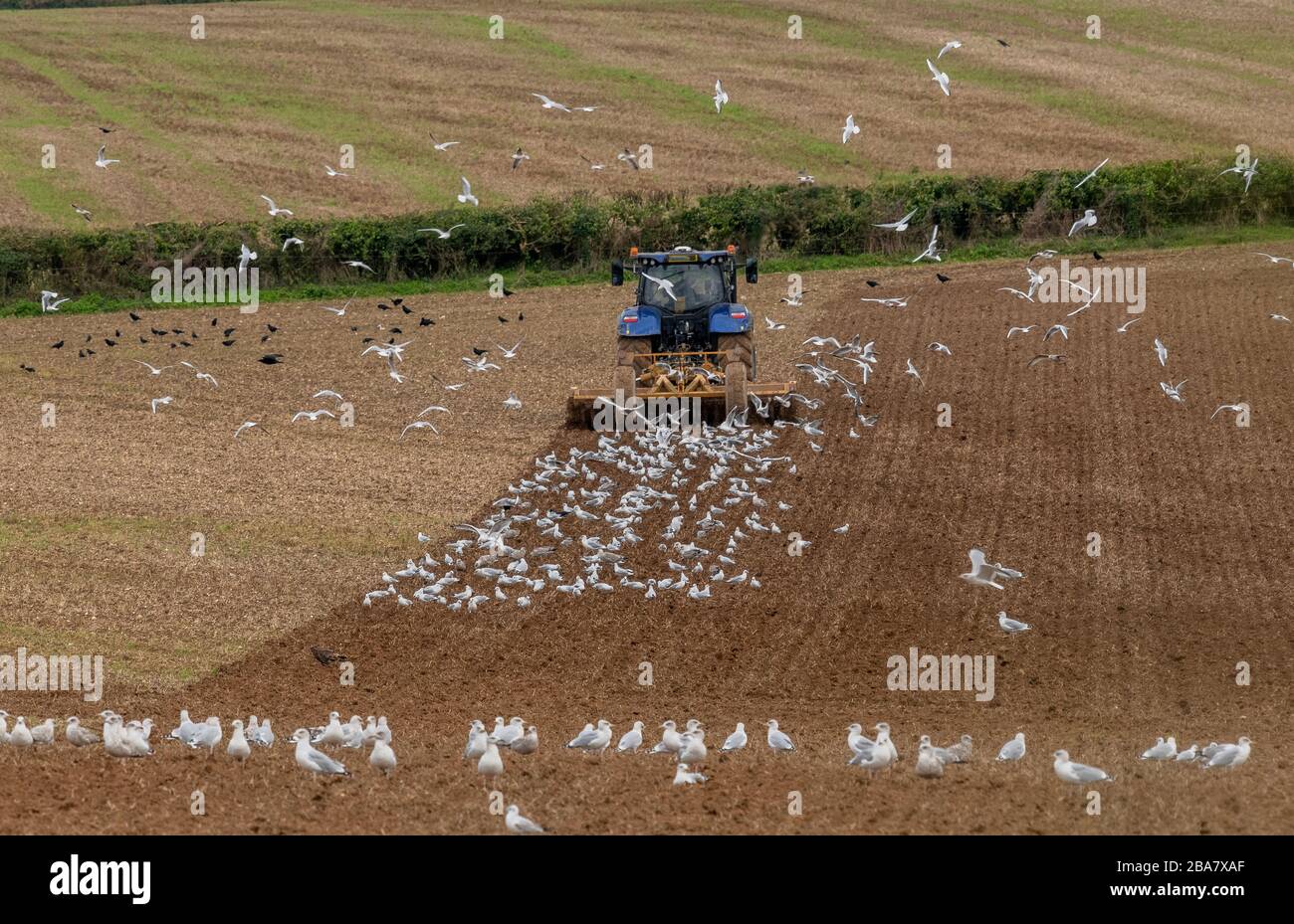 Möwen (Herring Gulls) nach einem Hartriegelschlepper im gepflügten Feld, Dorset. Stockfoto