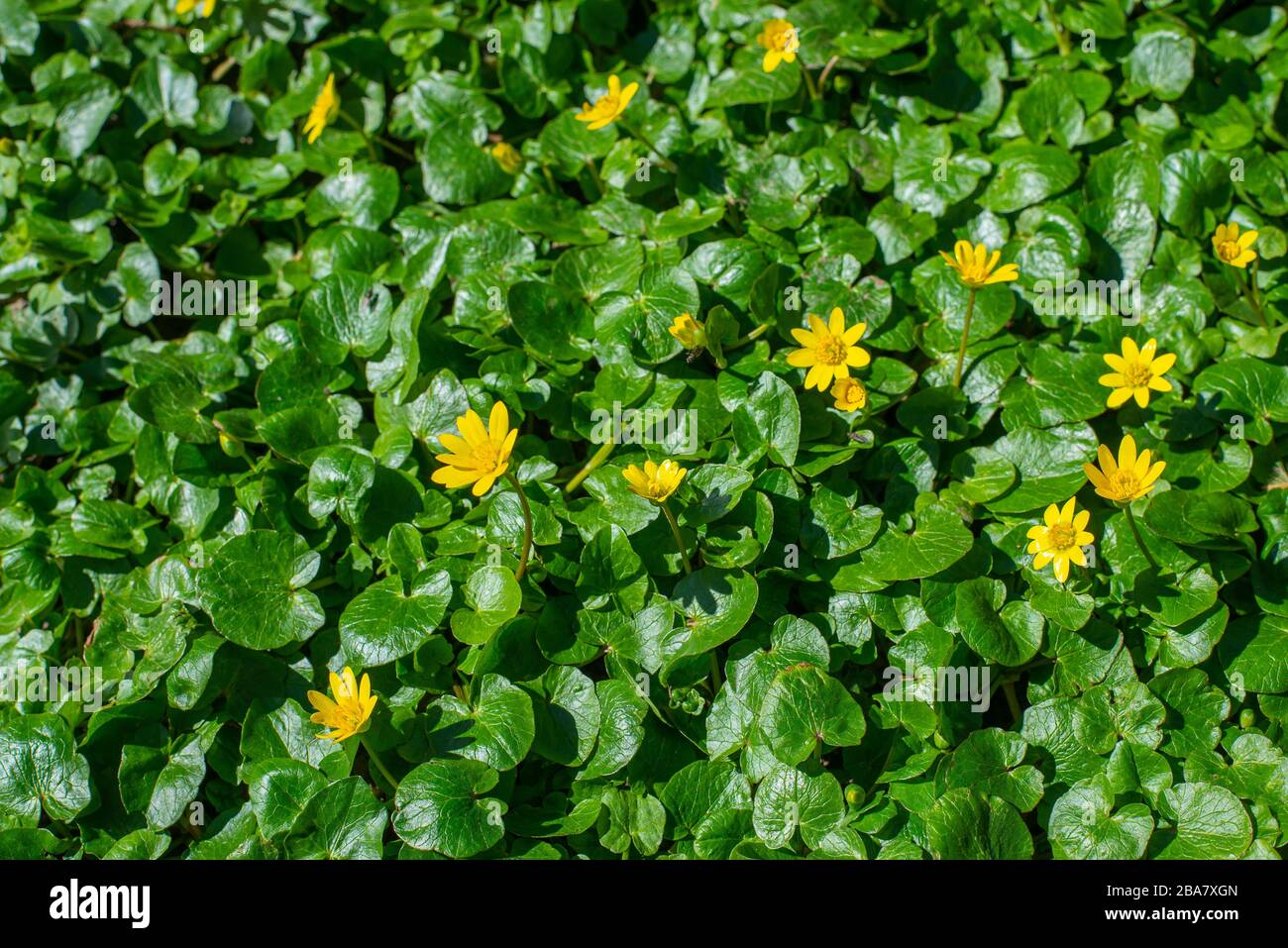 Frische leuchtend gelbe Frühlingsblumen, Blätter Wand. Live Wand der Blumenlandschaft. Grünes Gras mit blühenden Frühlingsblumen im Gartenhintergrund. Fla Stockfoto