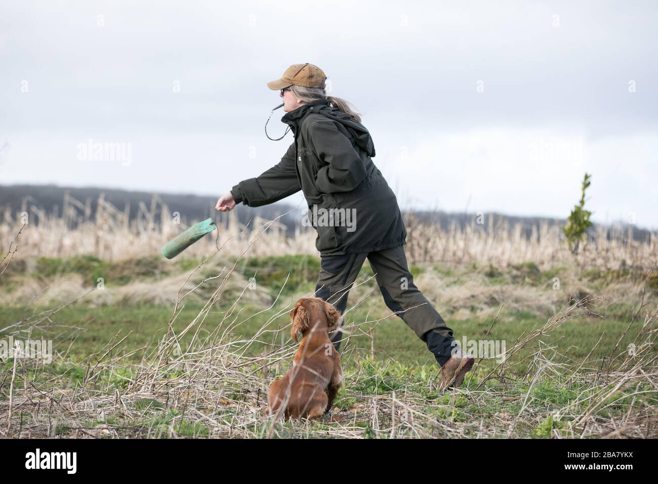Goldener Cocker Spaniel Stockfoto