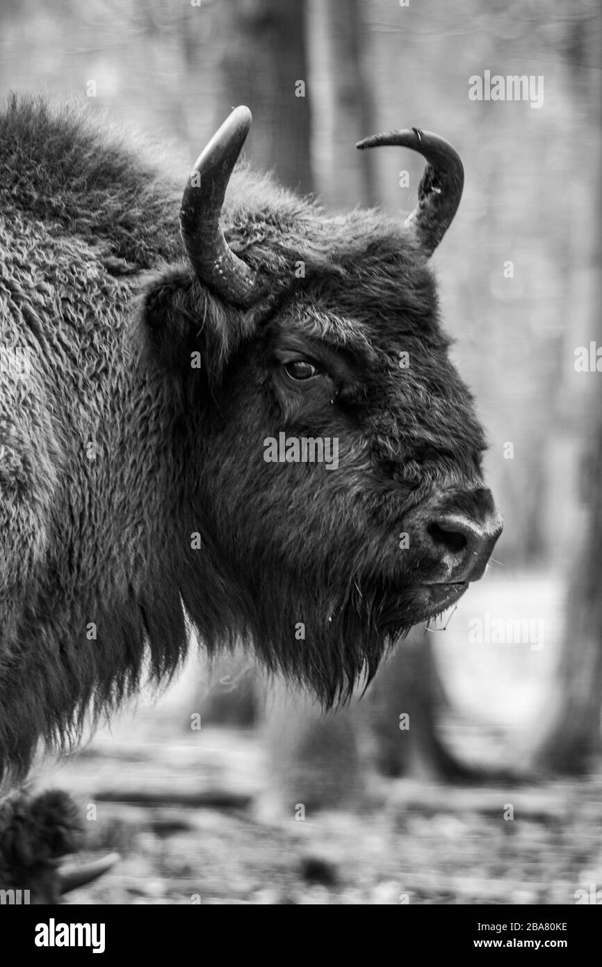 Europäischer Bison (Bison-Bonasus) auch als wisent, zubr oder europäischer Holzbison bekannt. Bei Lelystad Holland. Stockfoto