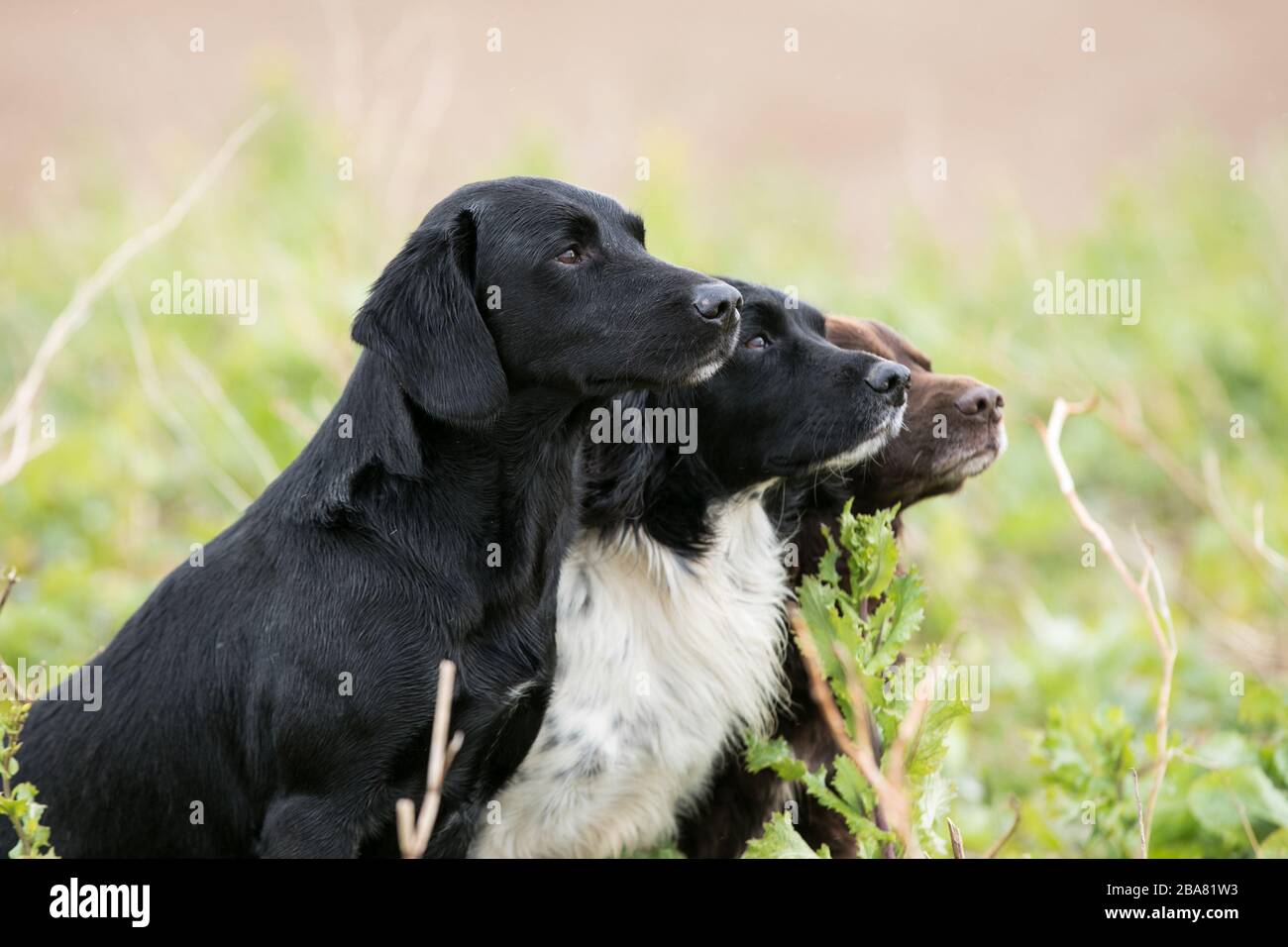 Kopfschuss für Schießhunde Stockfoto