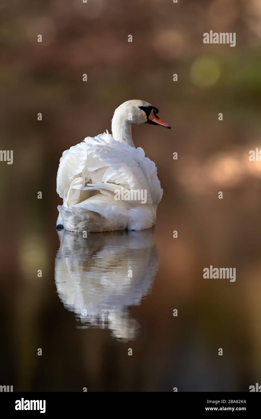 Weißer Schwan schwimmt auf einem Stillwasser mit Spiegelung in der Herbstsonne Stockfoto