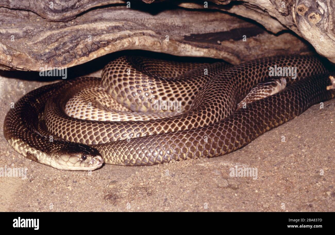 Indische oder spektakuläre Kobra, Naja naja Stockfoto