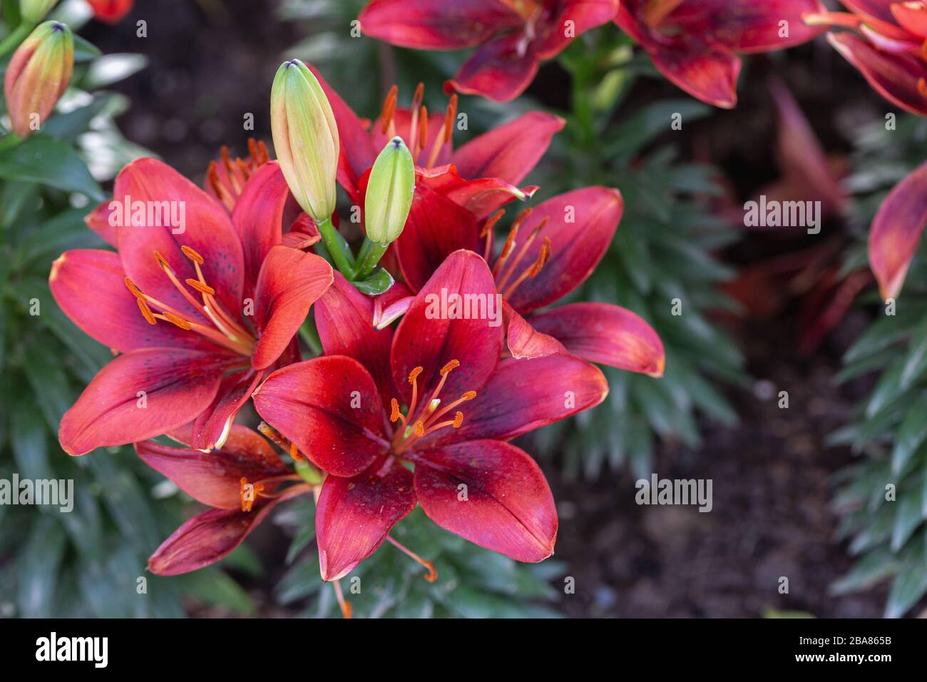 Lily flower und green leaf Hintergrund im Garten am sonnigen Sommer oder Frühling Schönheit Dekoration und Landwirtschaft Design. Lily Lilium Hybriden. Stockfoto