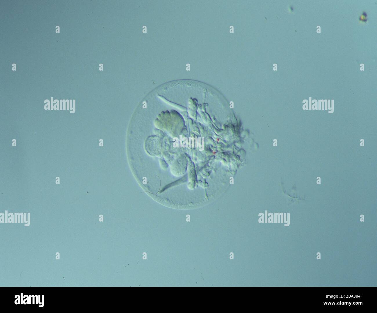 Rotationstiere unter dem Mikroskop in einem Tropfen Wasser 100x Stockfoto