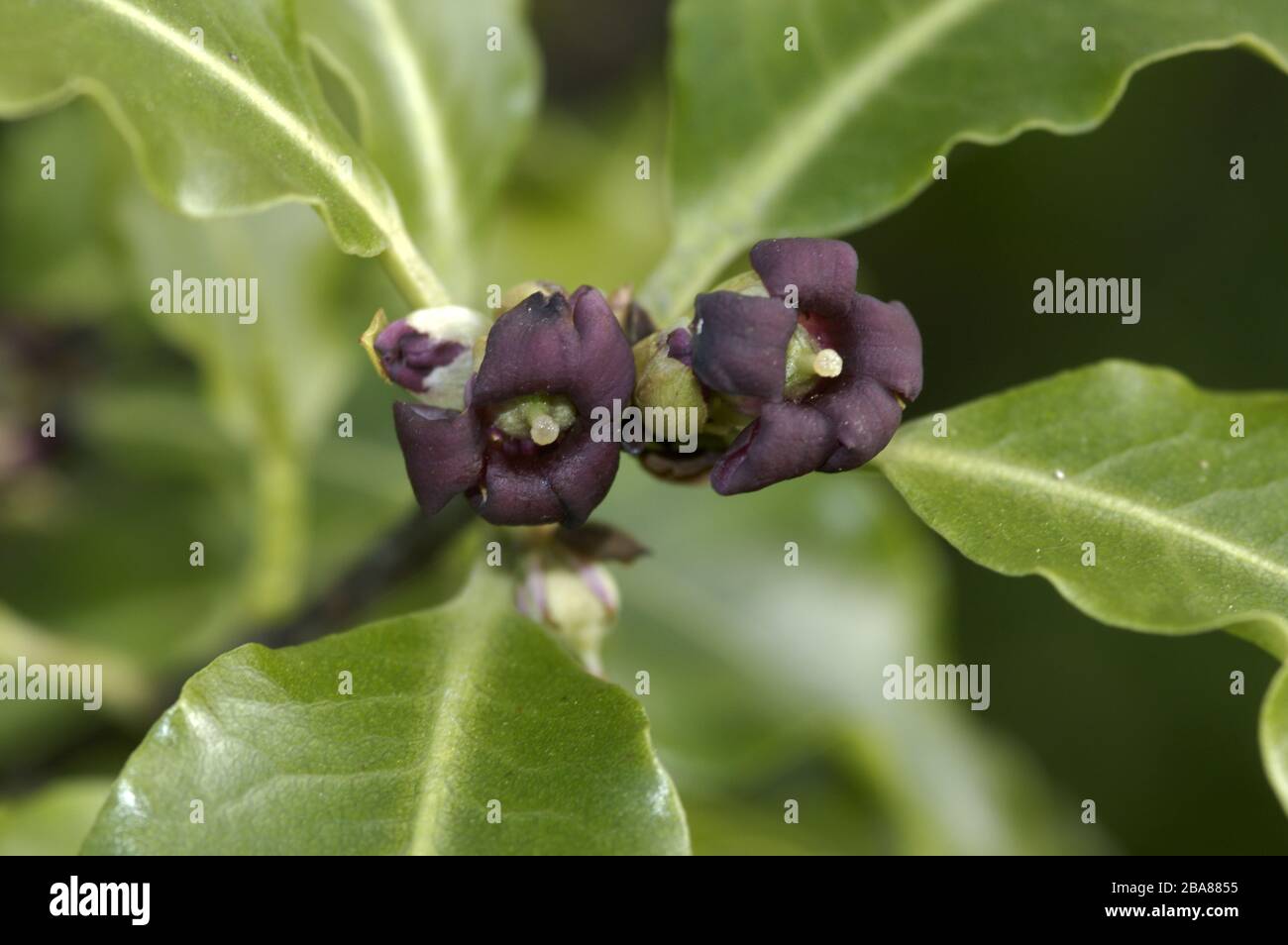 Kleine duftende, dunkelkastanienbraue rote Blumen auf Pittosporum tenuifolium setzen gegen fleischige hellgrüne Blätter, Devon, Marsch Stockfoto