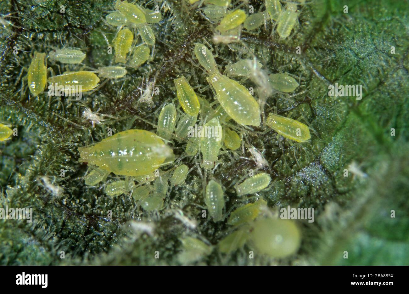 Rotwanzen-Blasenblütler (Cryptomyzu-Ribis)-Befall auf der Unterseite einer Rippe (Ribes sp.), Devon Stockfoto