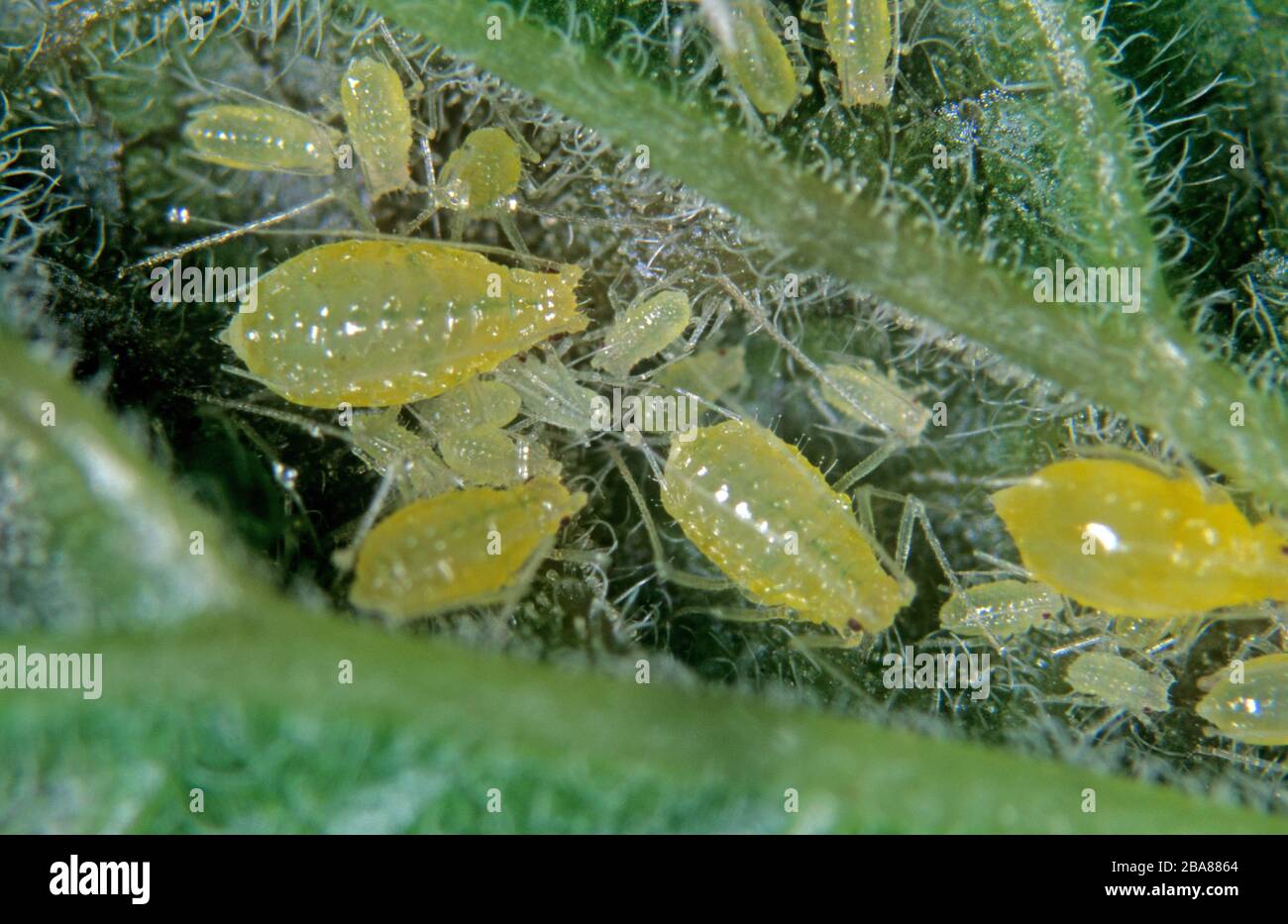 Rotwanzen-Blasenblütler (Cryptomyzu-Ribis)-Befall auf der Unterseite einer Rippe (Ribes sp.), Devon Stockfoto