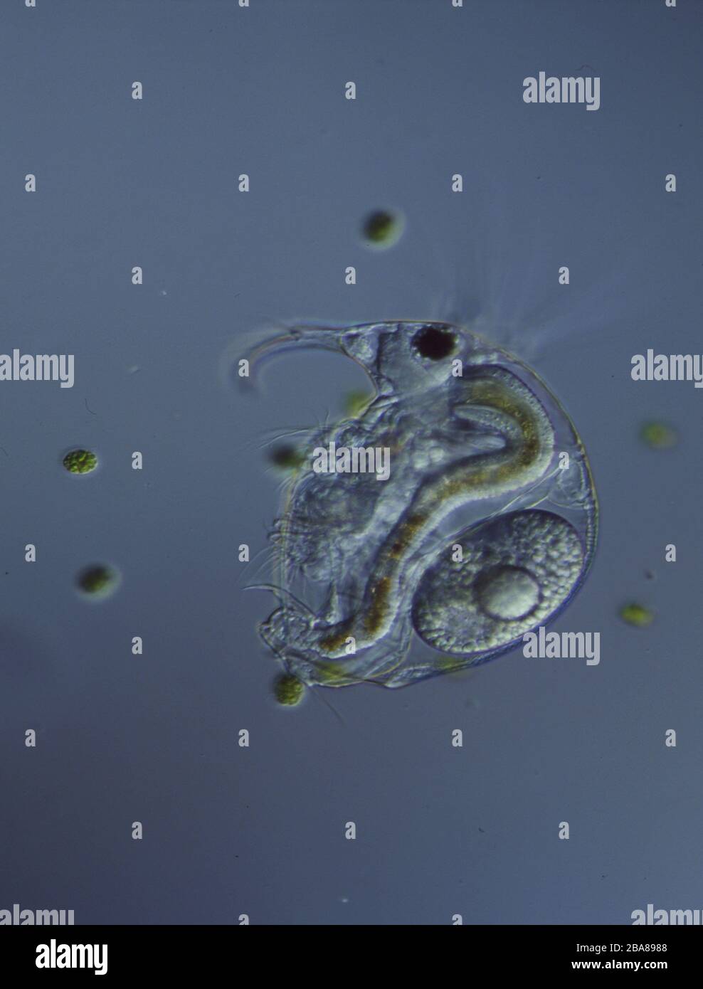 Rotationstiere unter dem Mikroskop in einem Tropfen Wasser 100x  Stockfotografie - Alamy