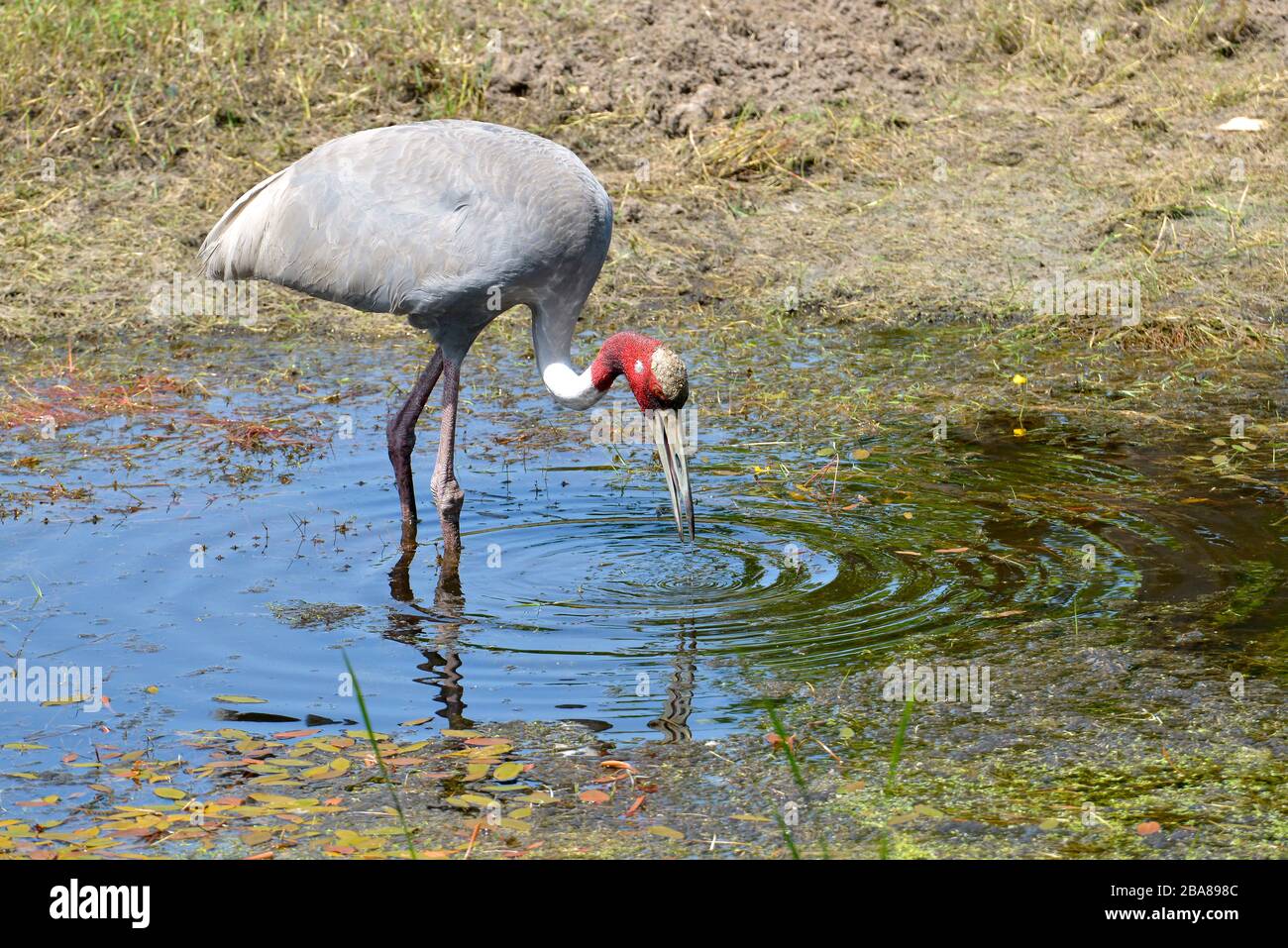 Sarus-Kran (Antigone antigone) im Teich Stockfoto