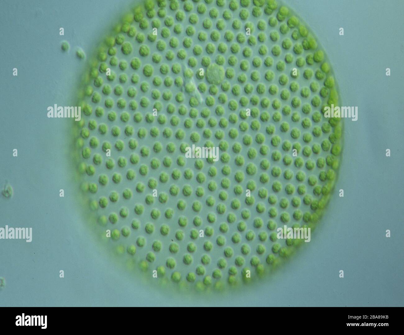 Grünalgen in Wassertropfen unter dem Mikroskop 100x Stockfotografie - Alamy