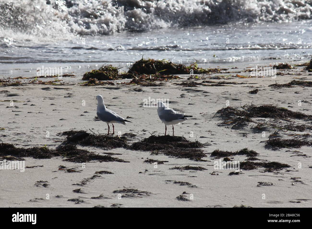 Silbermöwen in Busselton Western Australia Stockfoto