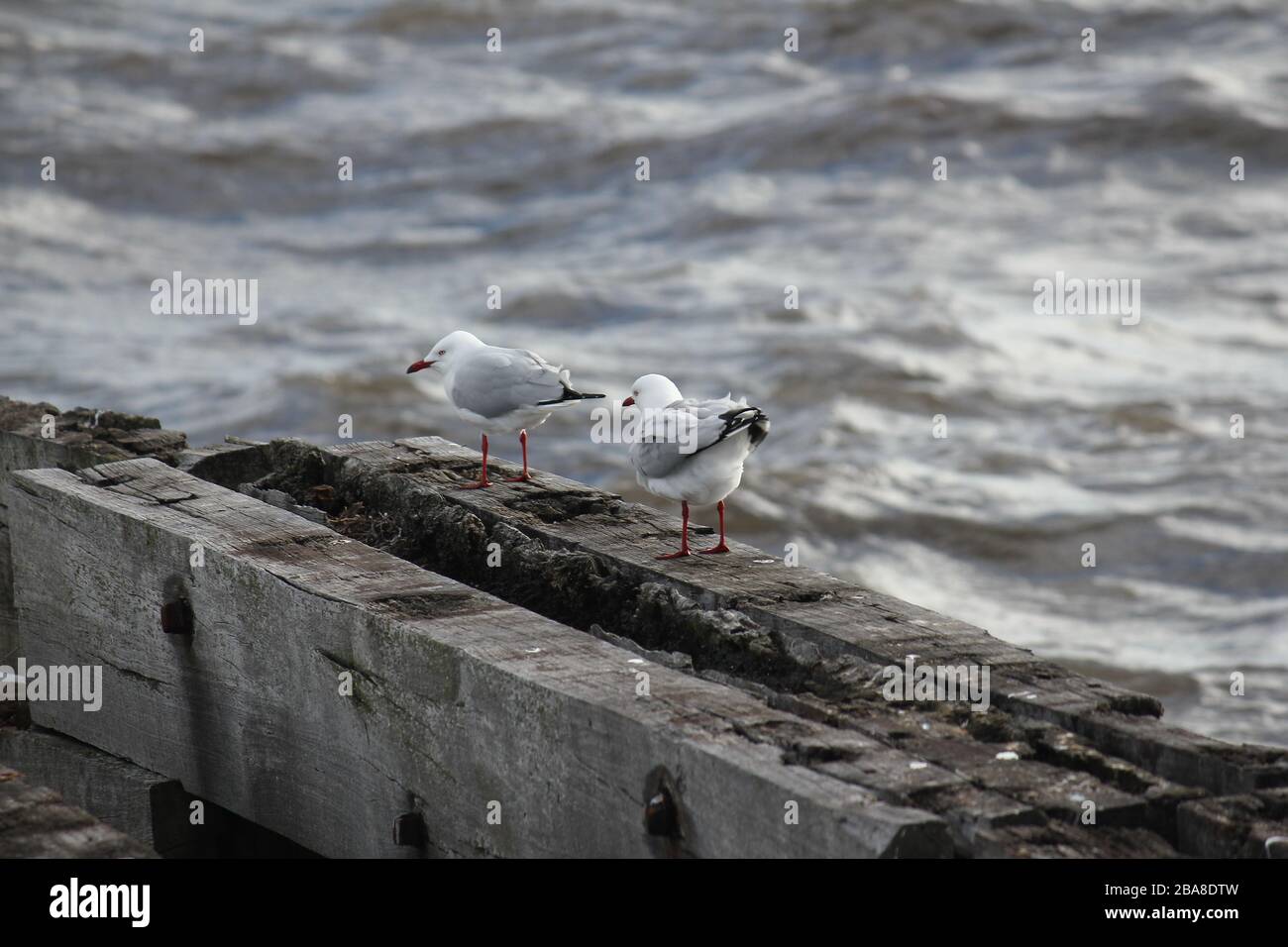 Silbermöwen in Busselton Western Australia Stockfoto