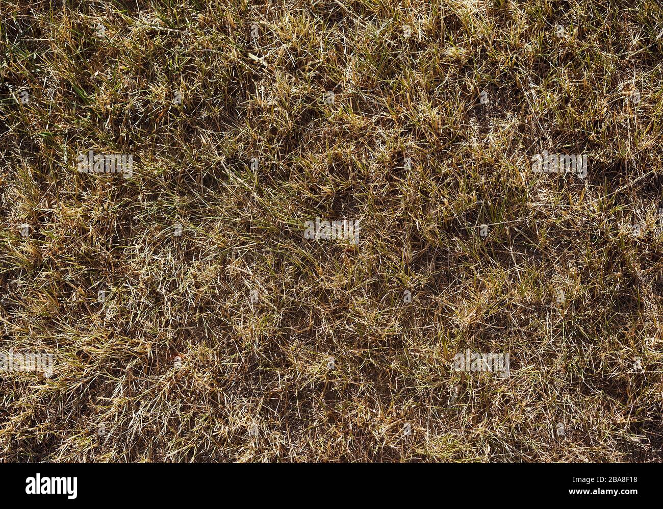 Getrocknete Grastextur. Abstrakter Hintergrund von Strohhalm oder Heu Stockfoto