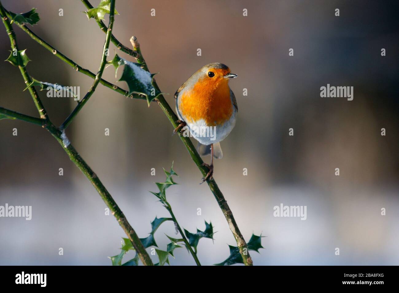 Robin Erithacus rubecula, in einem holdigen Busch im Schnee, Aberdeenshire Stockfoto
