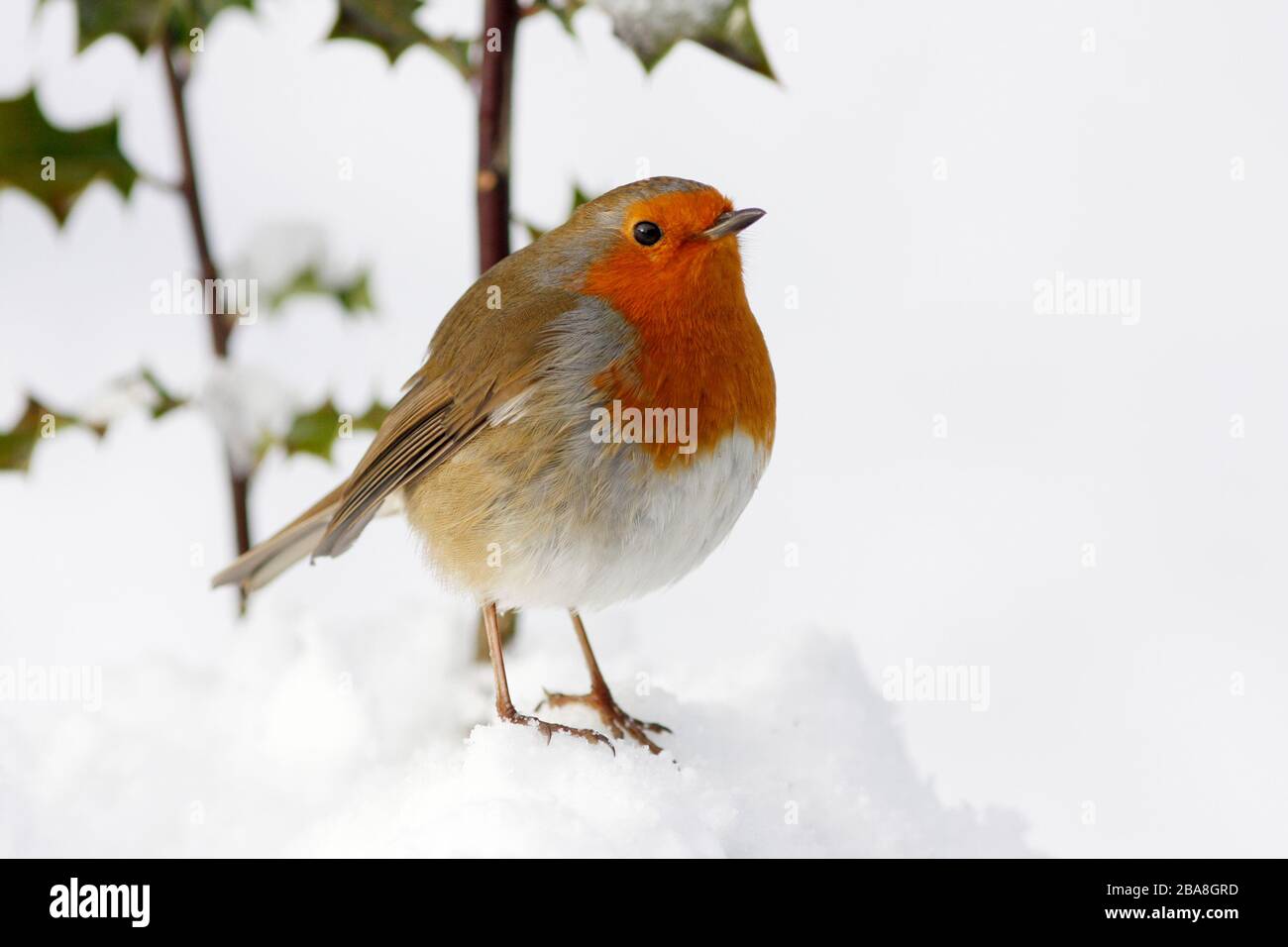 Robin Erithacus rubecula, unter holzenem Busch im Schnee, Aberdeenshire Stockfoto