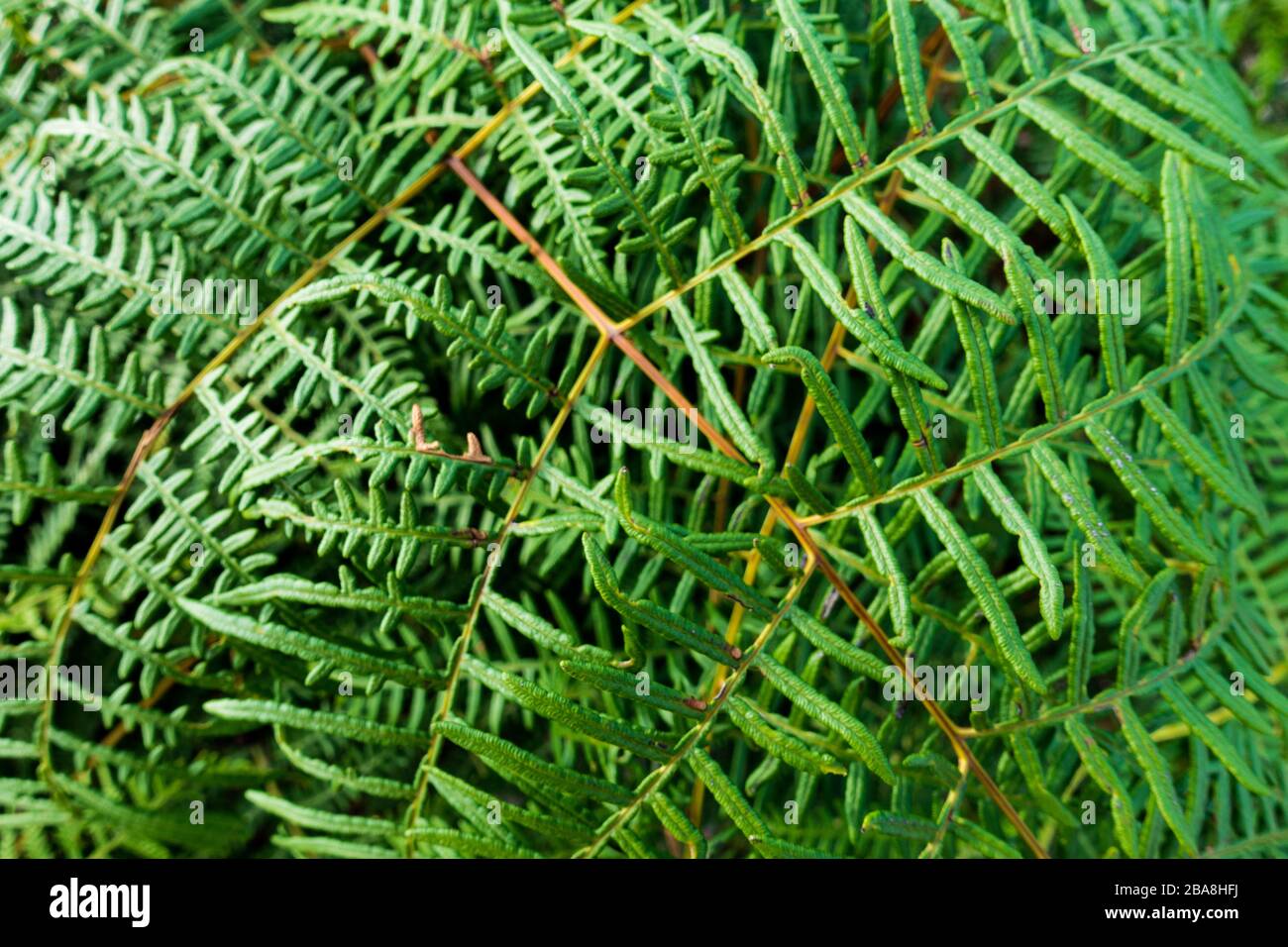 Bush von Grünfarn in einem Regenwald, Draufsicht. Stockfoto