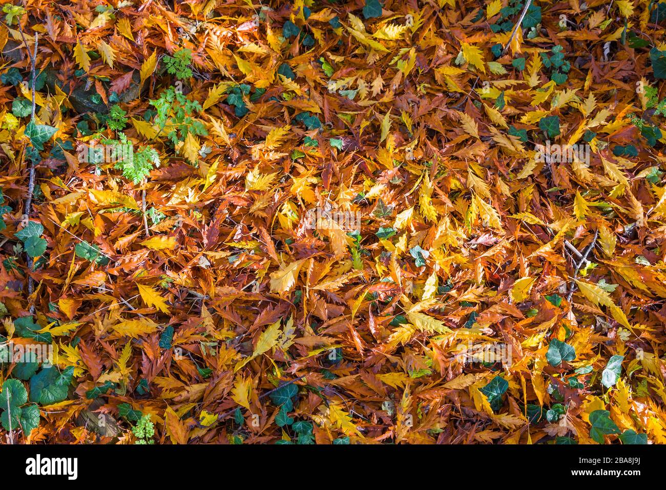 Abgefallene Buchenblätter aus Fagus sylvatica Asplenifolia, die im Herbst in einem englischen Garten einen goldenen Teppich bieten Stockfoto