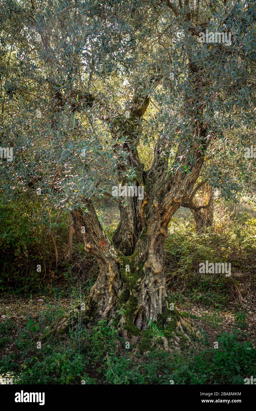 Alten Olivenbaum, Abruzzen Stockfoto