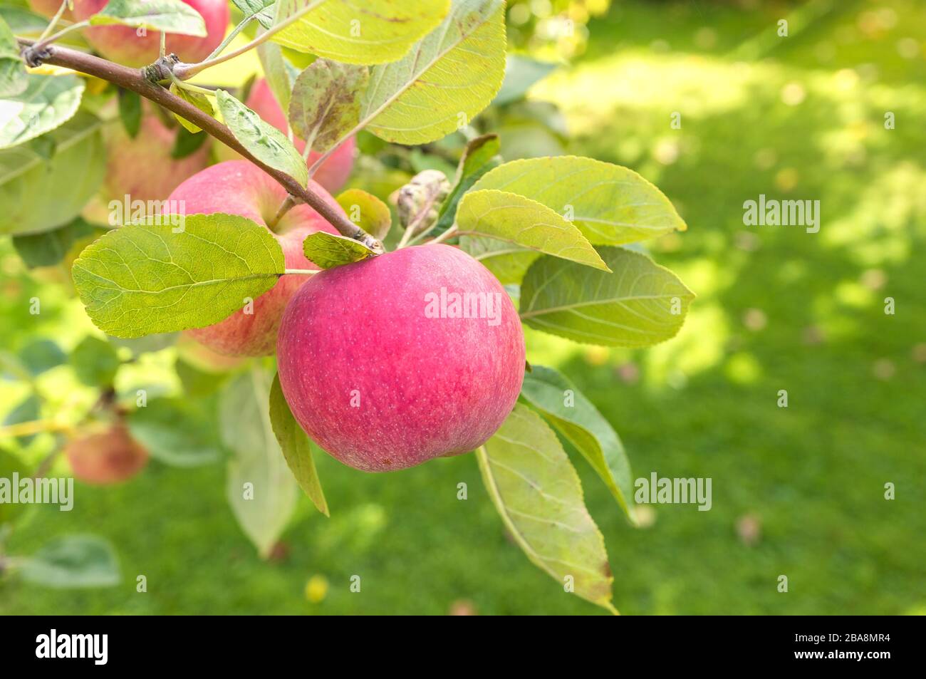 Reife Äpfel auf einem Ast im Garten. Weicher Fokus Stockfoto