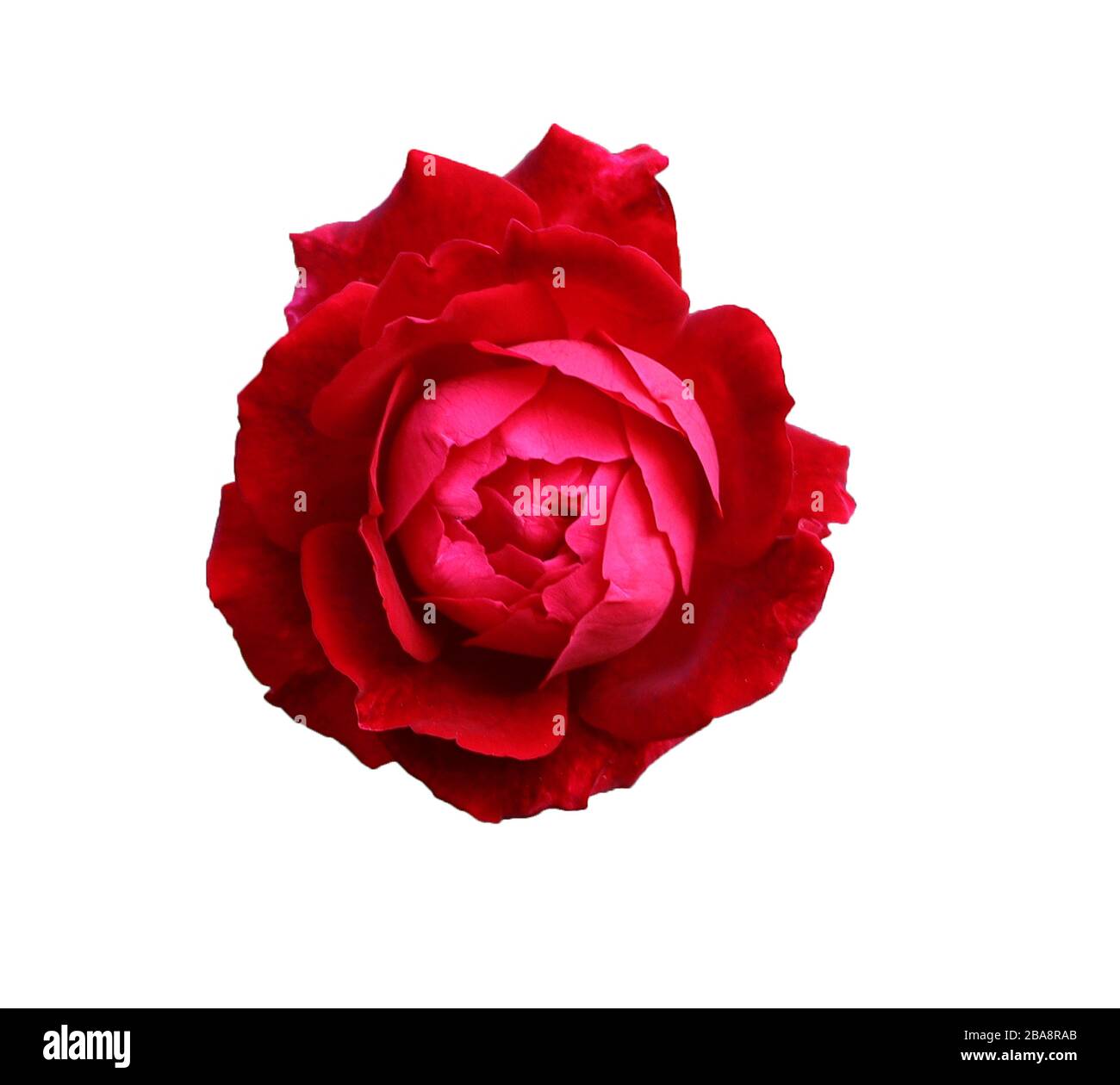 Kopfschuss aus roter Rosette ( Rose isoliert) Blume auf weiß isoliertem Hintergrund Stockfoto