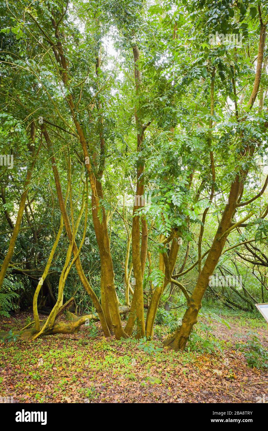 Ein vieltrunkener chilenischer Haselnussbaum, der in einem Waldgarten ein Trewidden in der Nähe von Penzance Cornwall England UK wächst Stockfoto