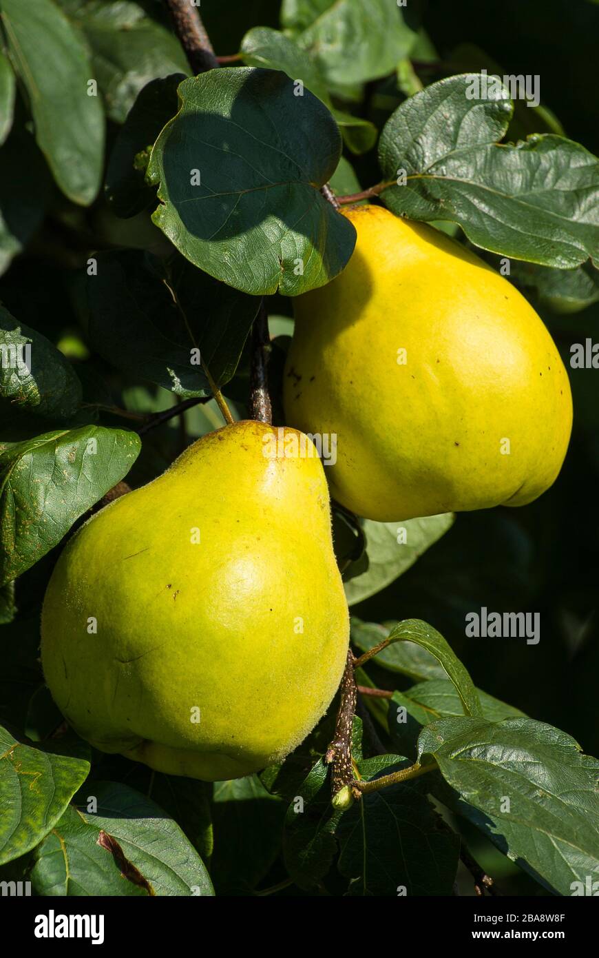 Üppige aromatische Quinkobst, die am Baum hängt und auf kulinarische Verwendung in Großbritannien wartet Stockfoto