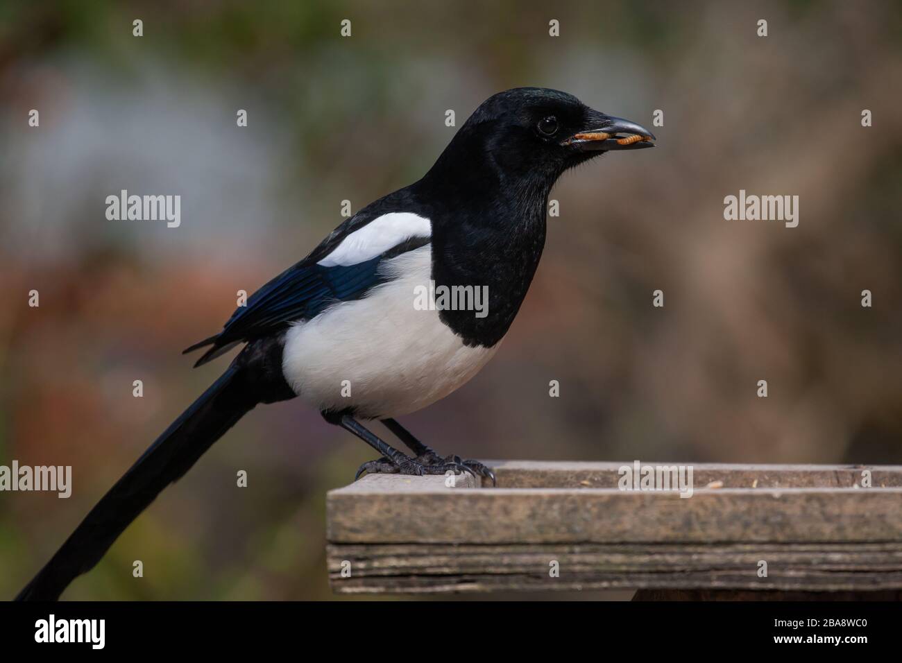 Magpie, Pica pica, auf Vogeltisch. Britische Inseln Stockfoto