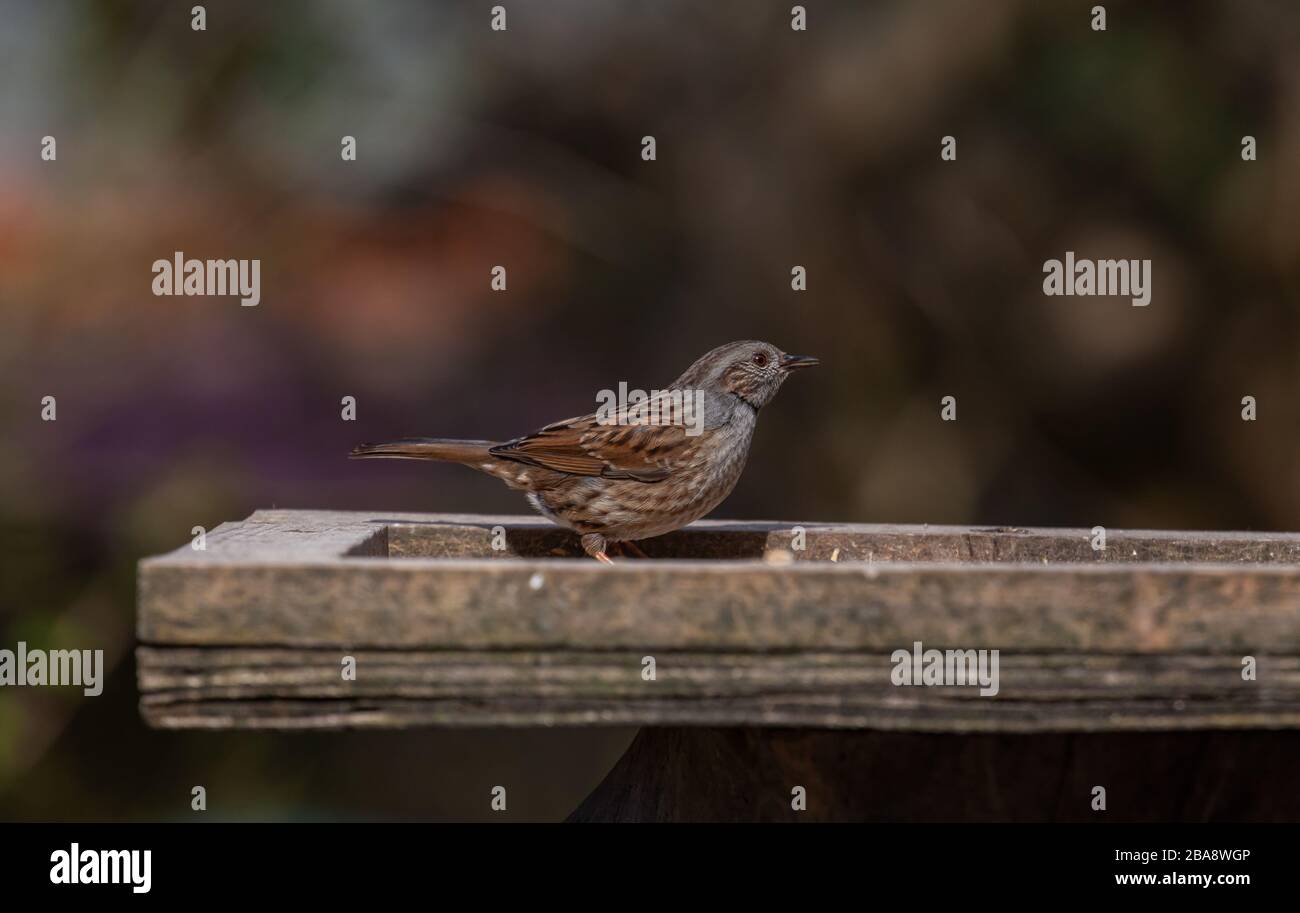 Dunnock, Prunella modularis, auf Vogeltisch. Britische Inseln Stockfoto