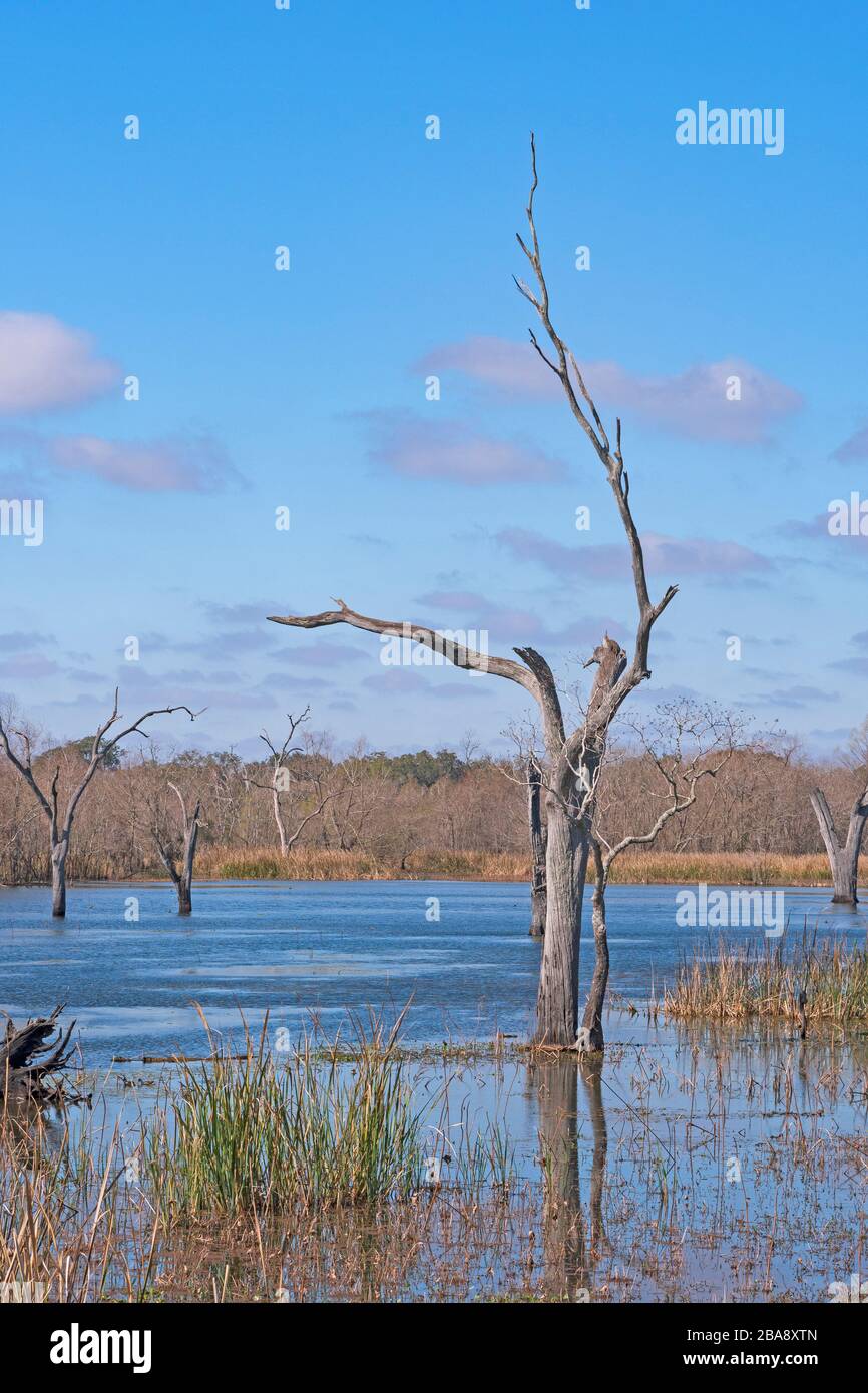 Markanter Baumstamm in einem Wetland Lake am Elm Lake im Brazos Bend State Park in Texas Stockfoto