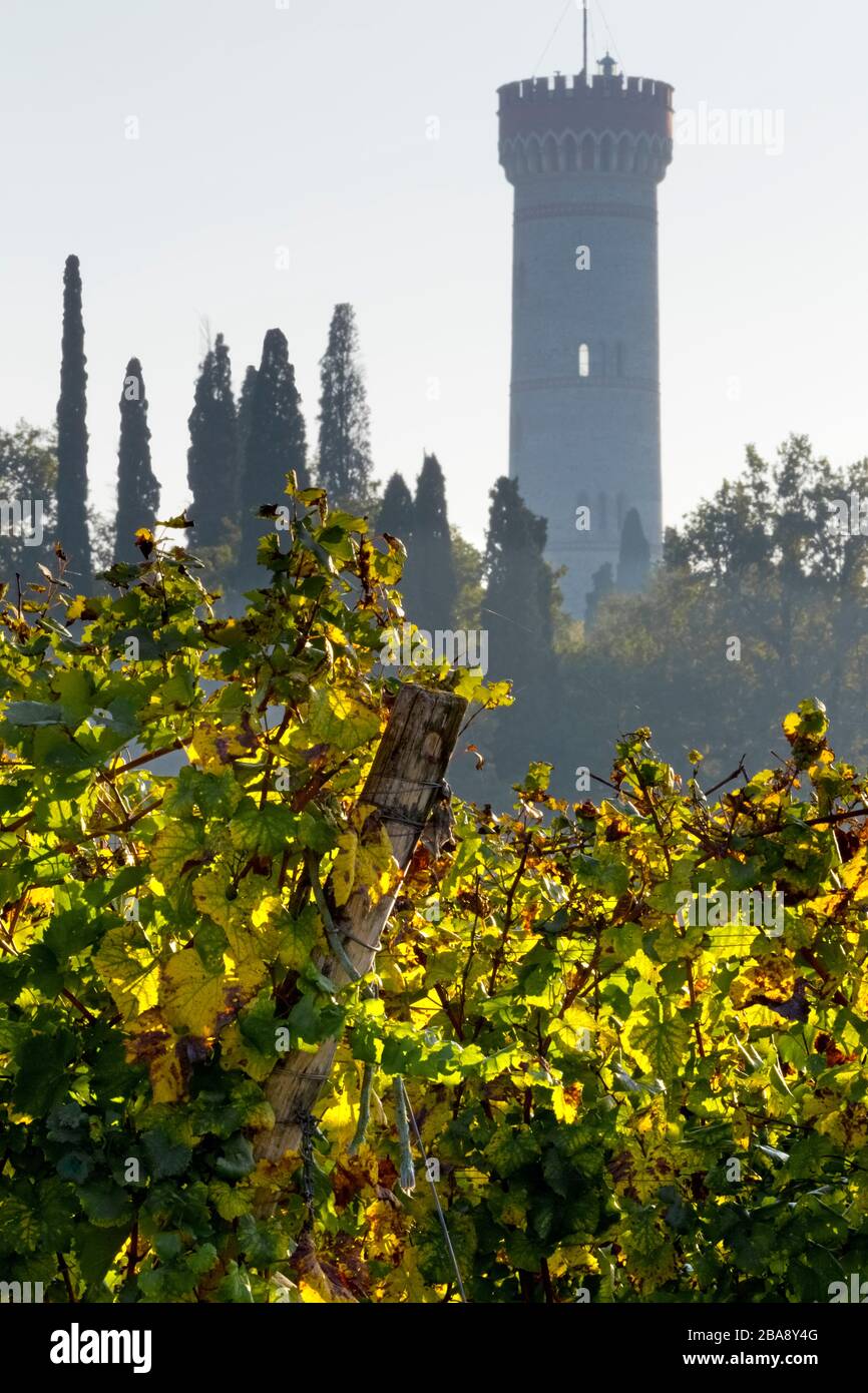 Weinberge des DOC-Weins San Martino della Battaglia. Im Hintergrund der monumentale Turm des italienischen Risorgimento. Lombardei, Italien. Stockfoto