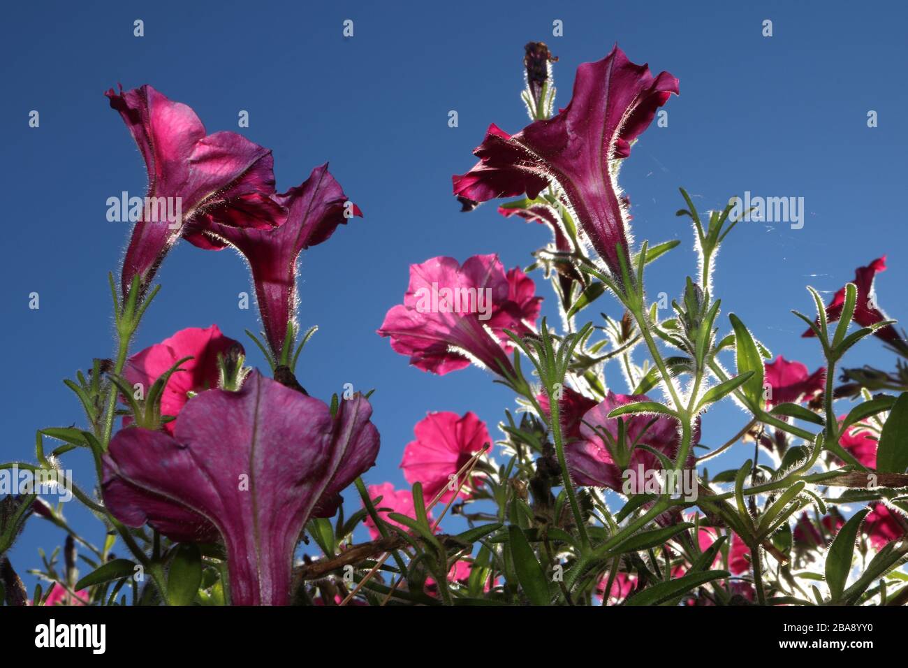 Hintergrundbeleuchtete pinkfarbene Petunien gegen einen dunkelblauen Himmel. Stockfoto