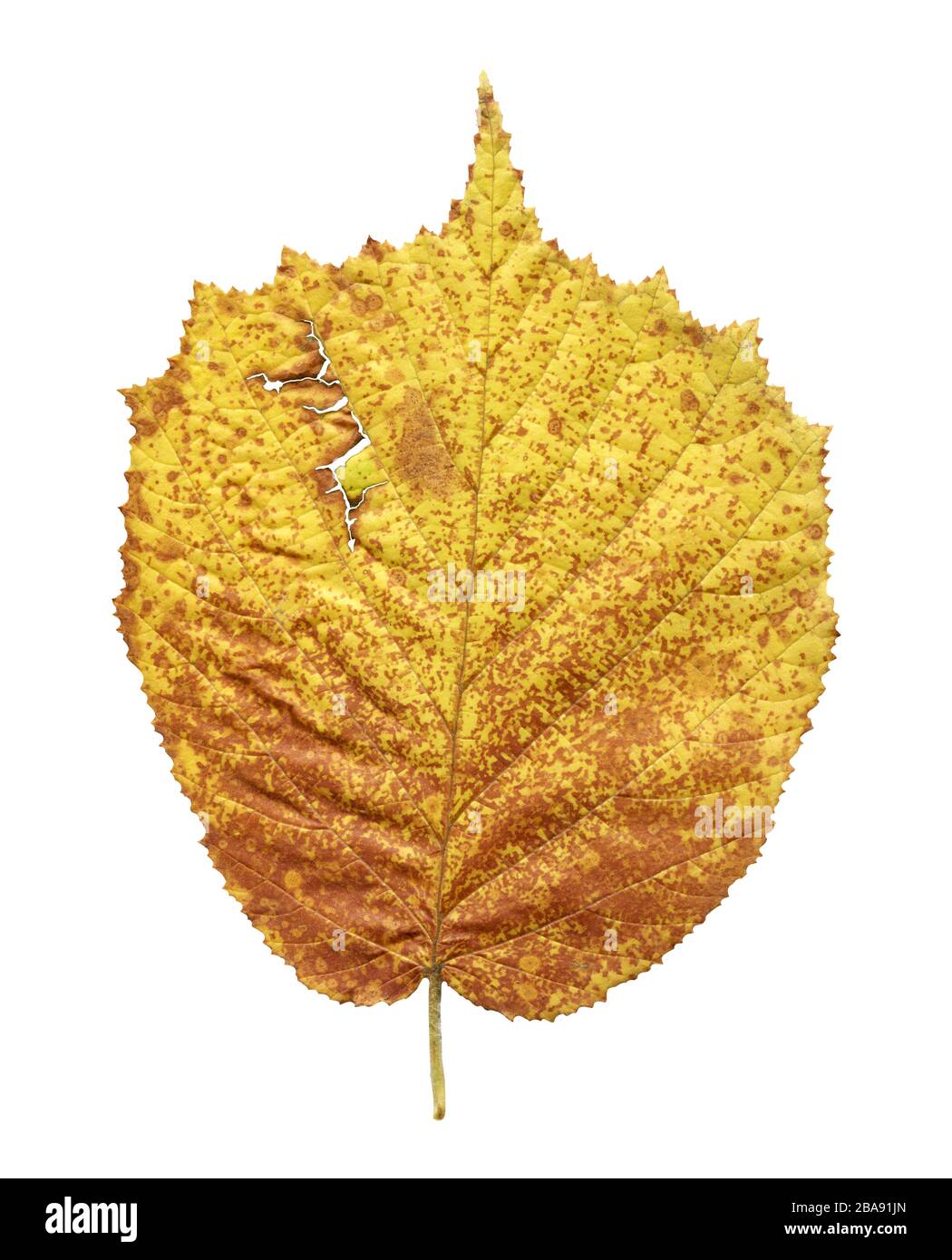 Erle gelbes Blatt isoliert auf weiß. Alnus glutinosa Herbstblatt isoliert Stockfoto