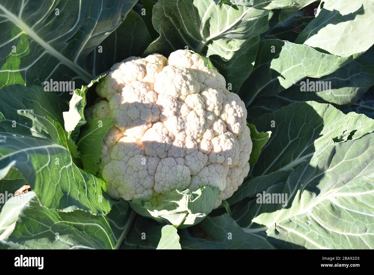 Glendale, AZ., USA, 26. Dezember 2018. Arizona-Blumenkohl-Feld bereit für die Ernte. Stockfoto