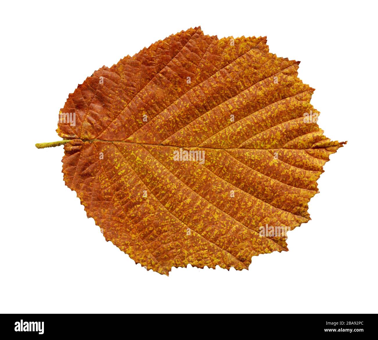 Alnus glutinosa Herbstblatt isoliert. Herbstbrauner Erlenblatt isoliert auf weiß. Ein schöner Herbsthintergrund Stockfoto