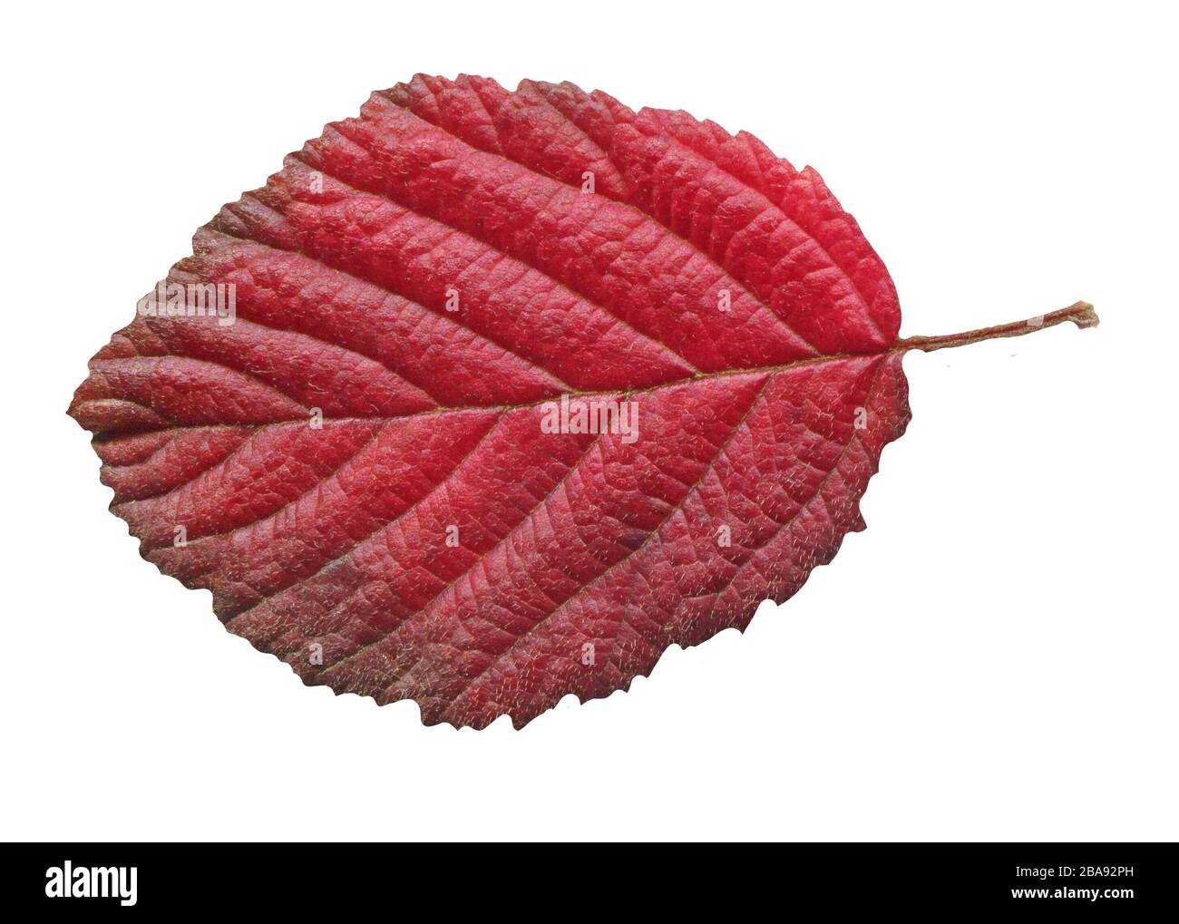Erle rotes Blatt isoliert auf weiß. Alnus glutinosa Herbstblatt isoliert Stockfoto