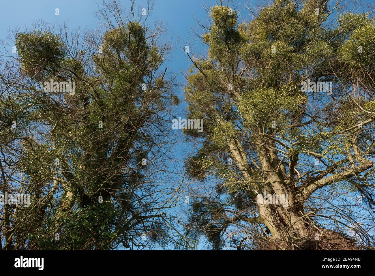 "Obligate hemiparasites European Mistletoe", "Viscum Album", auf dem nackten "Quercus"-Laubenbaum, der immergrüne Blätter mit seltsamen Farbspritzen gibt Stockfoto