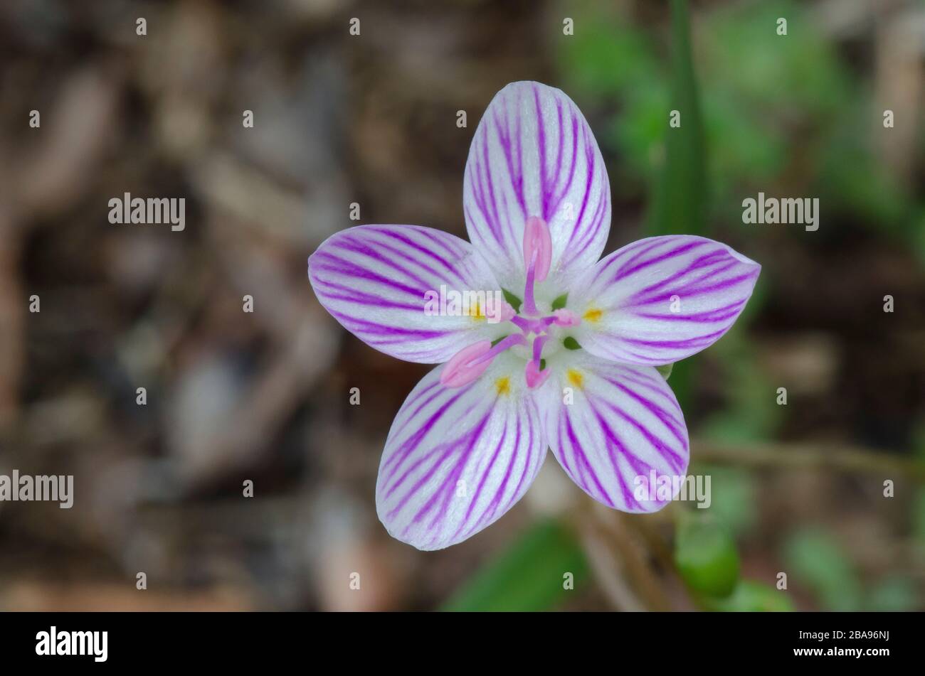 Frühlings-Schönheit, Claytonia virginica, blüht Stockfoto