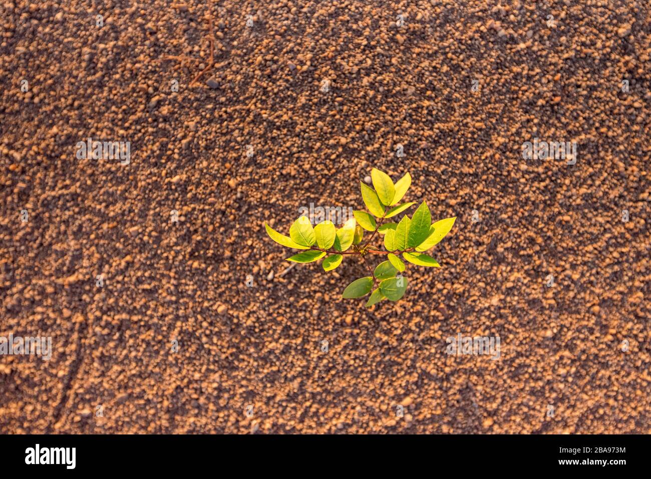 Eine mexikanische Mohnpflanze Argemone mexicana im Gonarezhou Nationalpark in Simbabwe gesehen. Stockfoto