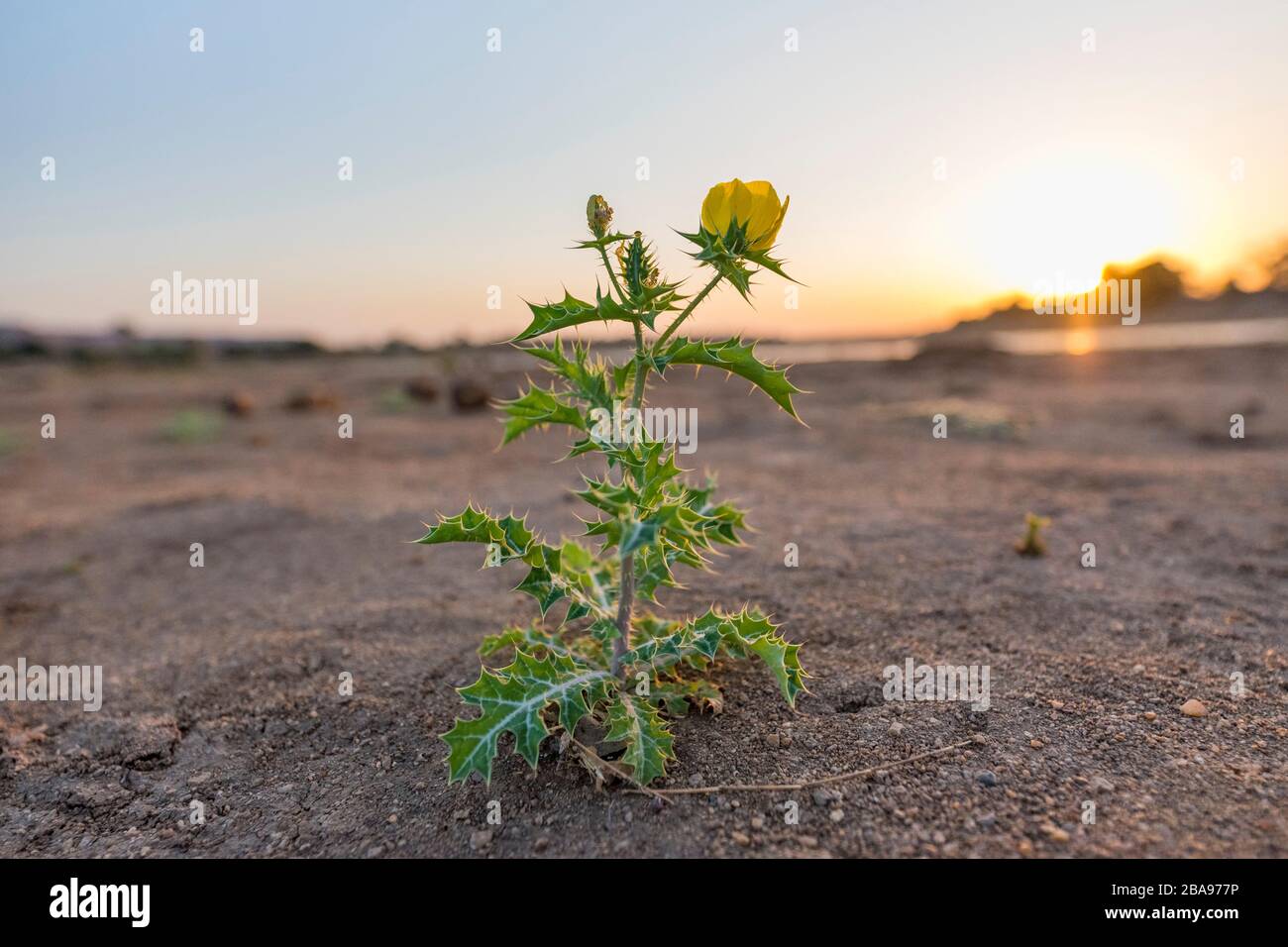 Eine mexikanische Mohnpflanze Argemone mexicana im Gonarezhou Nationalpark in Simbabwe gesehen. Stockfoto
