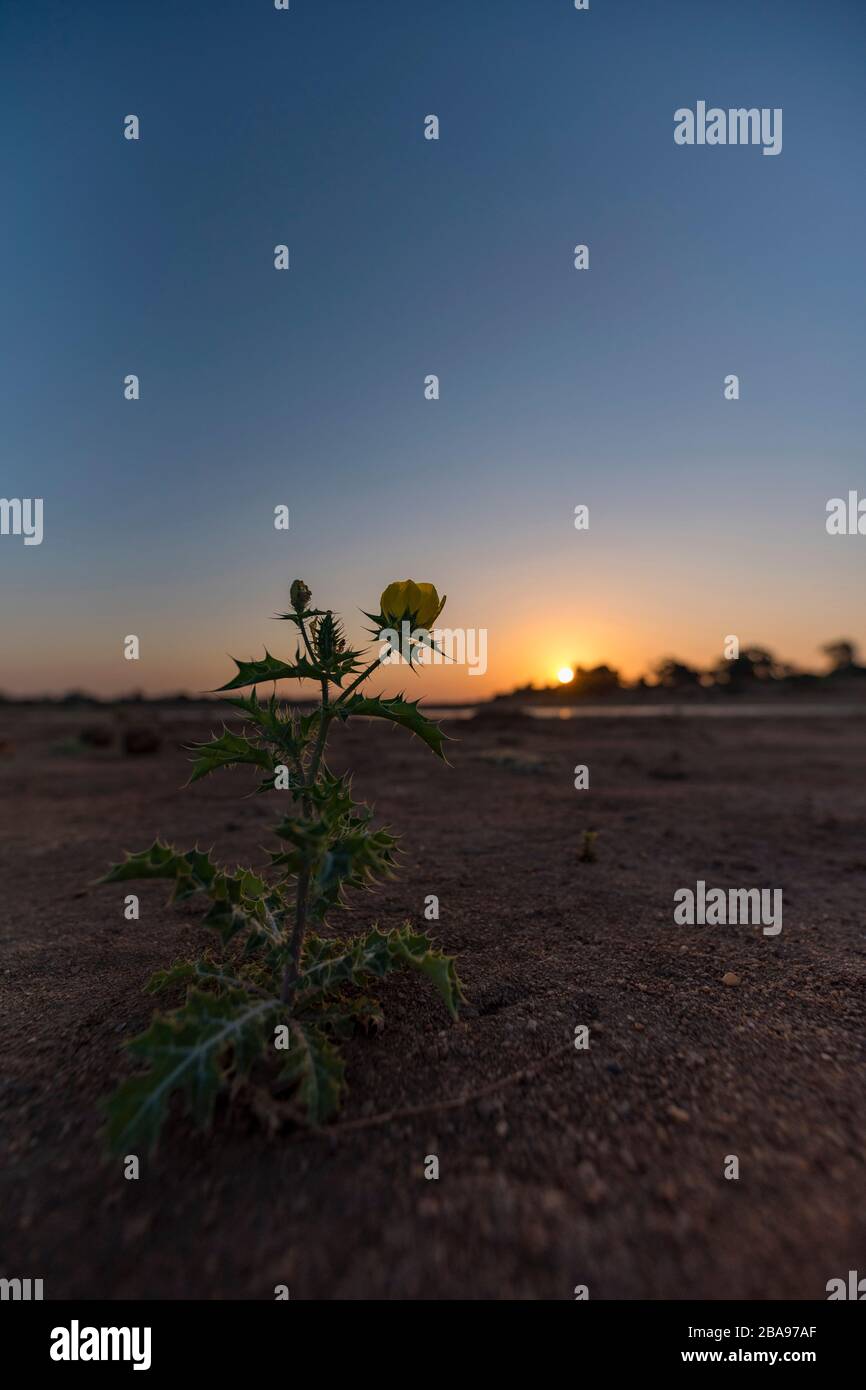Eine mexikanische Mohnpflanze Argemone mexicana im Gonarezhou Nationalpark in Simbabwe gesehen. Stockfoto