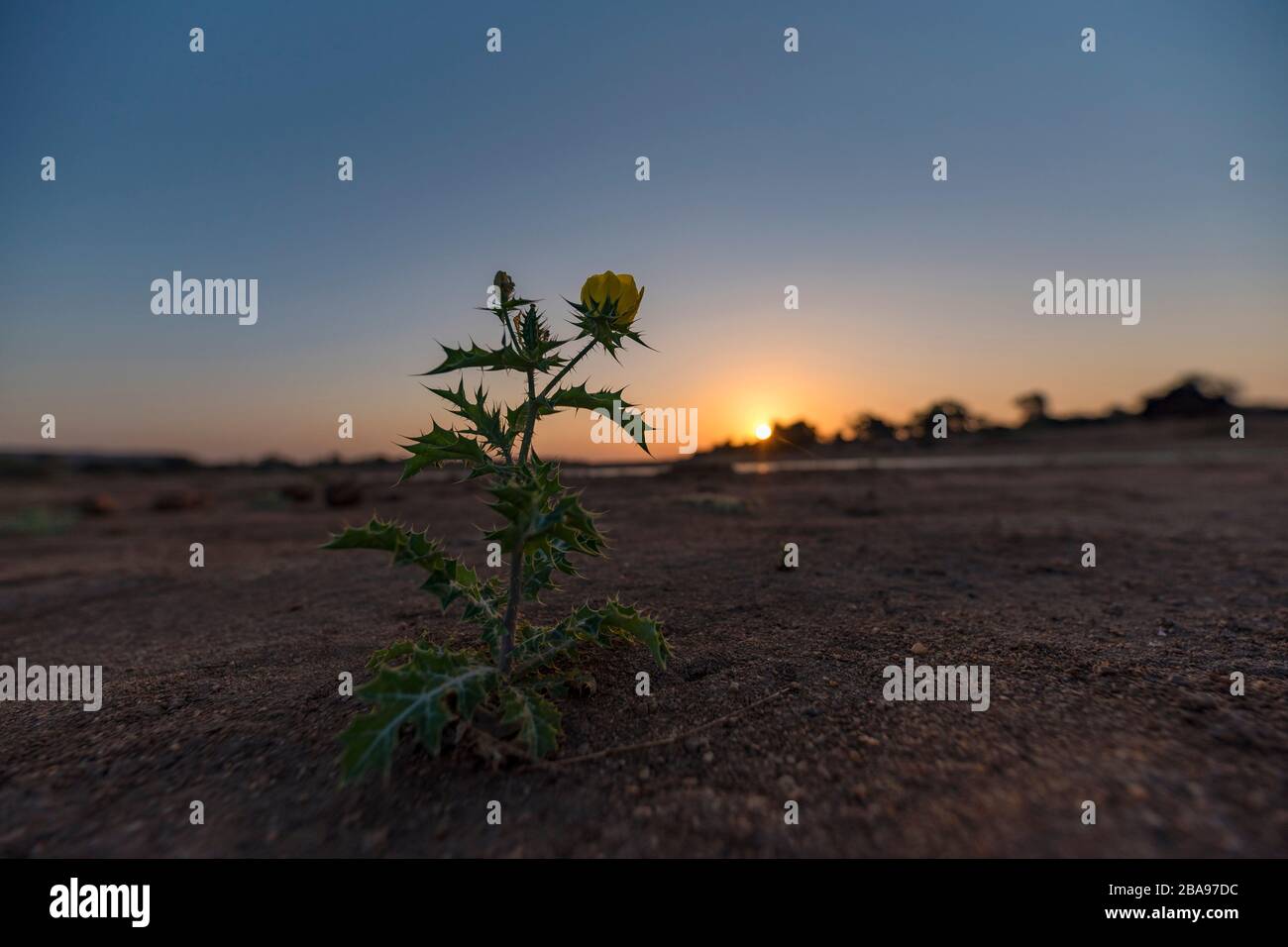 Eine mexikanische Mohnpflanze Argemone mexicana im Gonarezhou Nationalpark in Simbabwe gesehen. Stockfoto