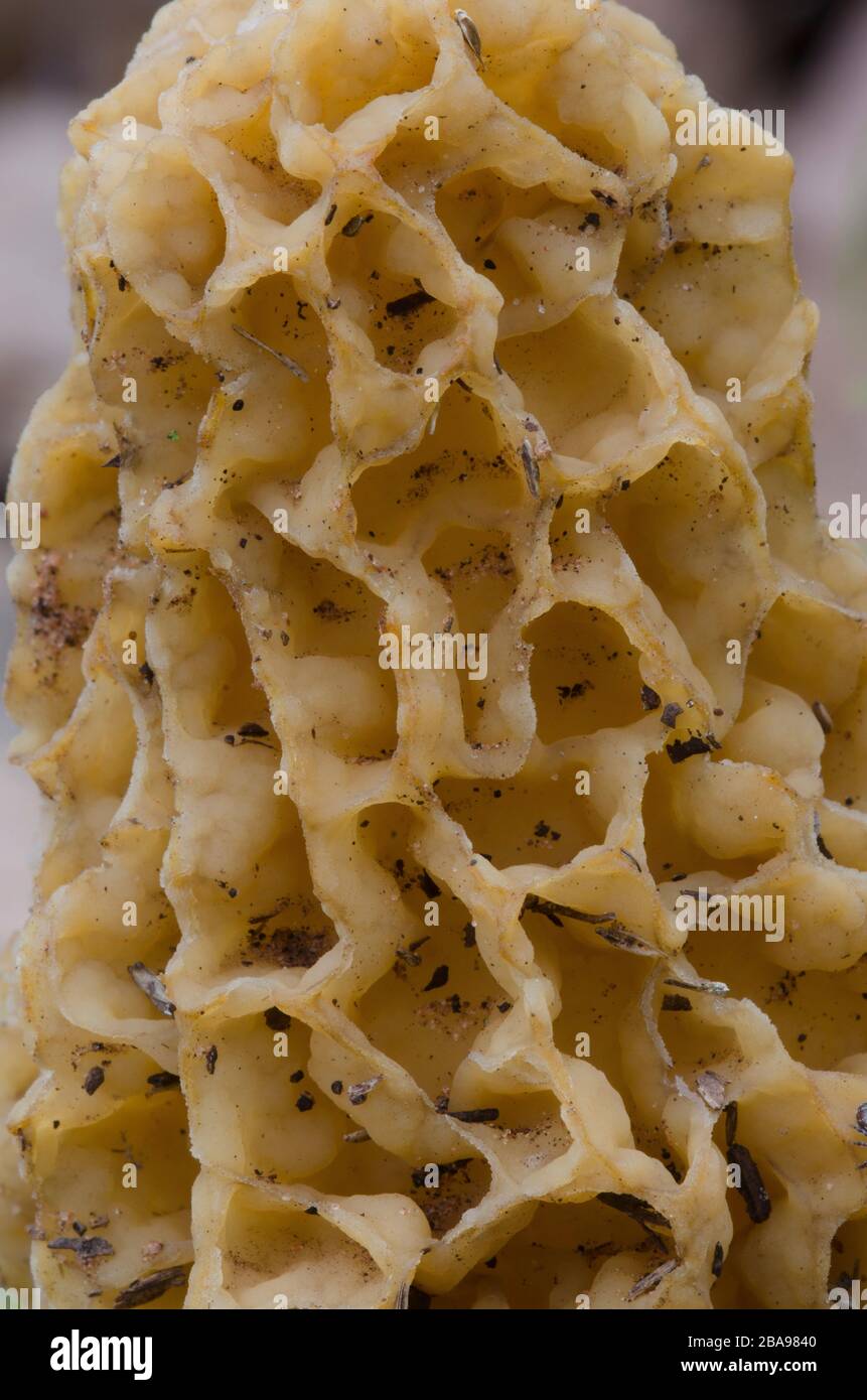 Morel, Morchella esculentoides, Muster Stockfoto