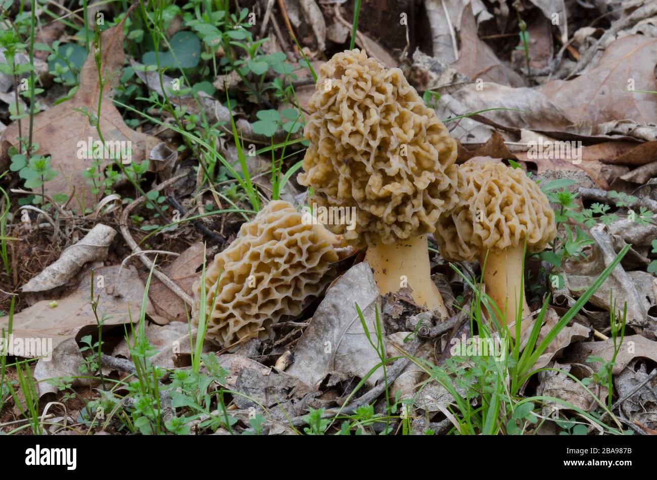 Morel, Morchella esculentoides, auf Waldboden Stockfoto